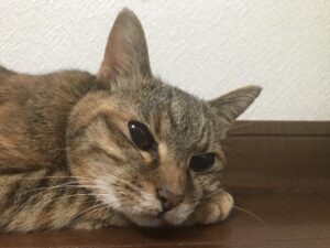 19歳の猫が飲まず食わずになった 苦しむ姿は見たくない 30代主婦ダイエッターの日常