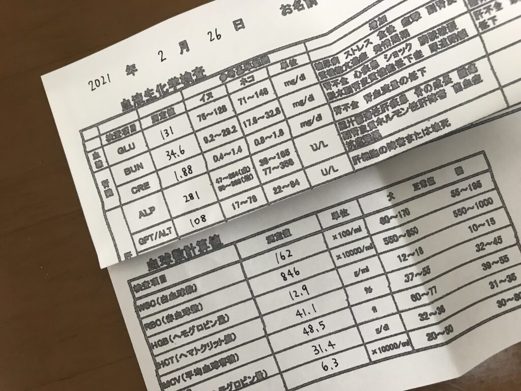 血尿で膀胱炎の疑い！高齢猫は微妙な変化で体調を崩しやすい。  30代 