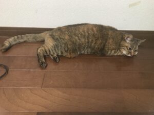 19歳の猫が飲まず食わずになった 苦しむ姿は見たくない 30代主婦ダイエッターの日常